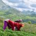 BBC: Bimët në malet shqiptare që na mbajnë të rinj. Ç’fshihet pas reklamave të kremrave mrekullibërës